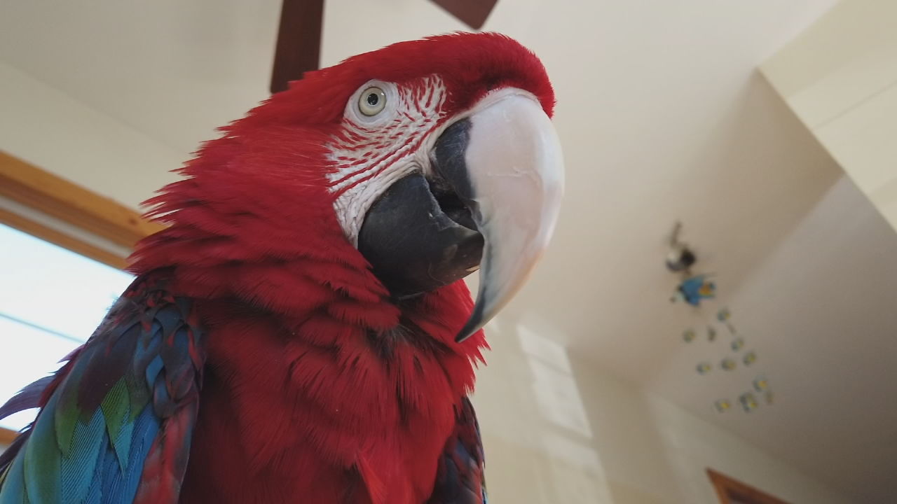 Charlie bird 1